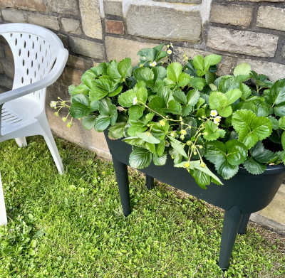 Erdbeeren in unserem Garten